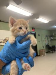 Shelter Stray Male Cat last seen Out of Town, 211 Kind Hearts Wy, Burnsville, NC 28714, USA