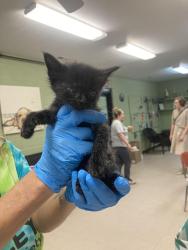 Shelter Stray Female Cat last seen Out of Town, 211 Kind Hearts Wy, Burnsville, NC 28714, USA