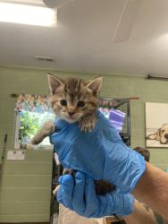 Shelter Stray Female Cat last seen Out of Town, 211 Kind Hearts Wy, Burnsville, NC 28714, USA