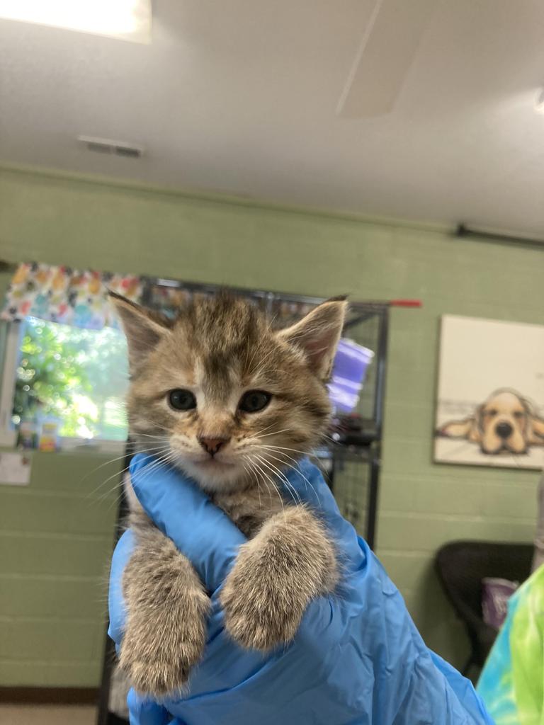 Shelter Stray Female Cat last seen Out of Town, Burnsville, NC 28714