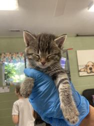 Shelter Stray Male Cat last seen Out of Town, 211 Kind Hearts Wy, Burnsville, NC 28714, USA