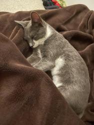Lost Female Cat last seen Near se harbor terr, Stuart, FL 34997