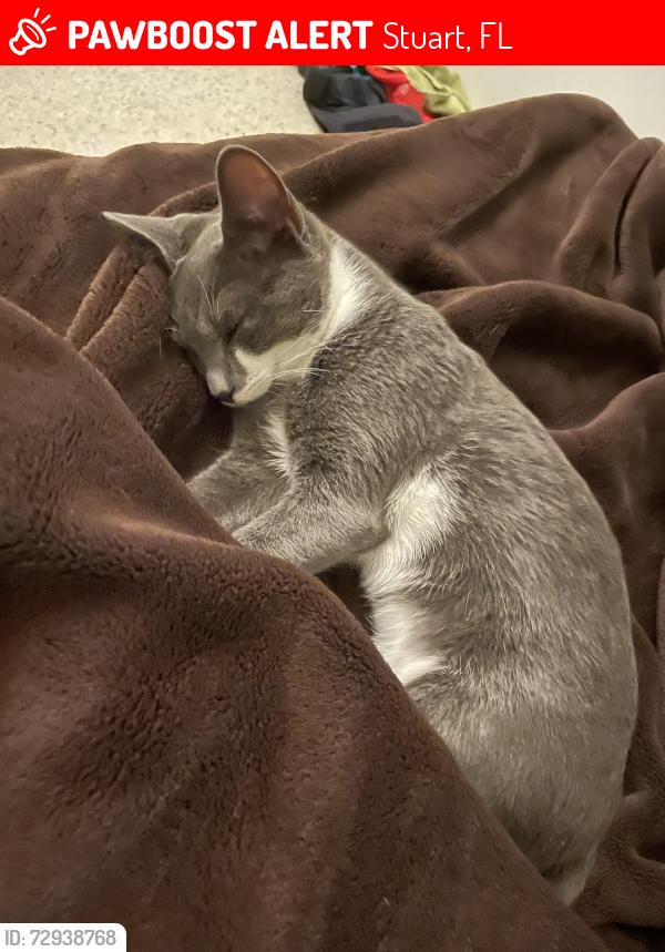 Lost Female Cat last seen Near se harbor terr, Stuart, FL 34997