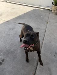 Reunited Male Dog last seen S and superba, Los Angeles, CA 90291