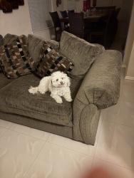 Lost Female Dog last seen Paseo Feliz St, El Paso, TX 79928