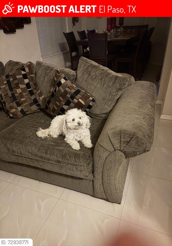 Lost Female Dog last seen Paseo Feliz St, El Paso, TX 79928