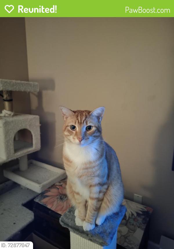 Reunited Male Cat last seen Corner of Woodmark Drive and Fitzpatrick Drive , Liverpool, NY 13088