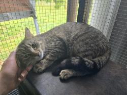 Found/Stray Female Cat last seen George Bason Road , Graham, NC 27253