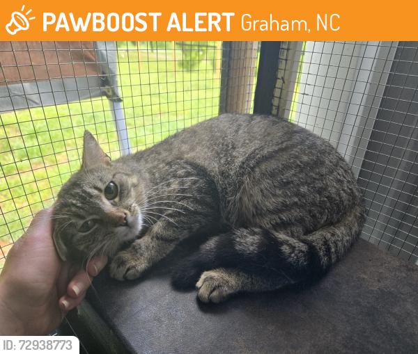 Found/Stray Female Cat last seen George Bason Road , Graham, NC 27253