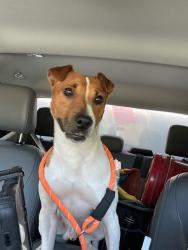 Shelter Stray Male Dog last seen Bexar County, 3353 Morningside Dr, New Braunfels, TX 78132, USA