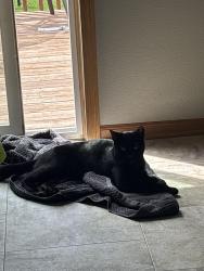 Lost Male Cat last seen Near SE Humingbird Circle, Waukee, IA 50263