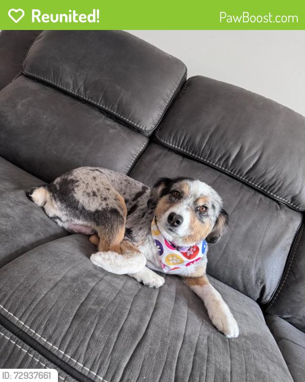 Reunited Female Dog last seen Grace Street, Nashville, TN 37207