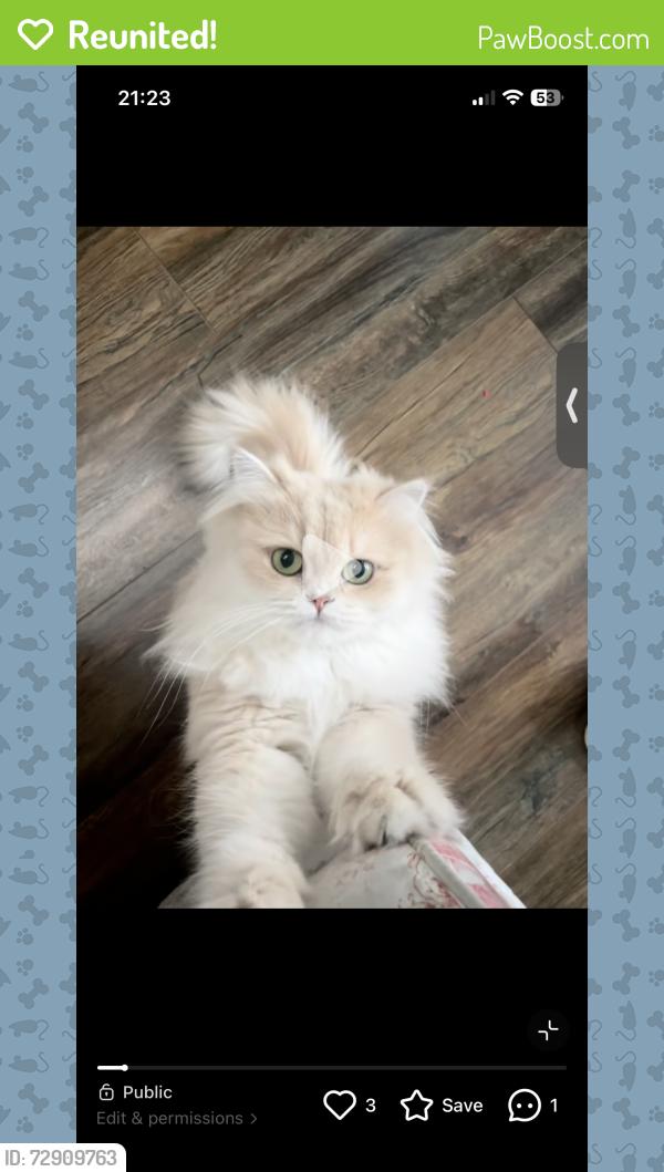 Reunited Female Cat last seen Near ave Surrey V4N 4T1, Surrey, BC V4N 4T1