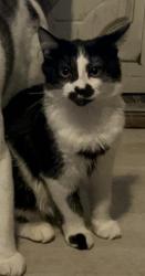 Lost Female Cat last seen Aero acres, Middle River, MD 21220