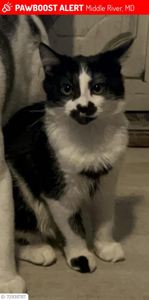 Lost Female Cat last seen Aero acres, Middle River, MD 21220