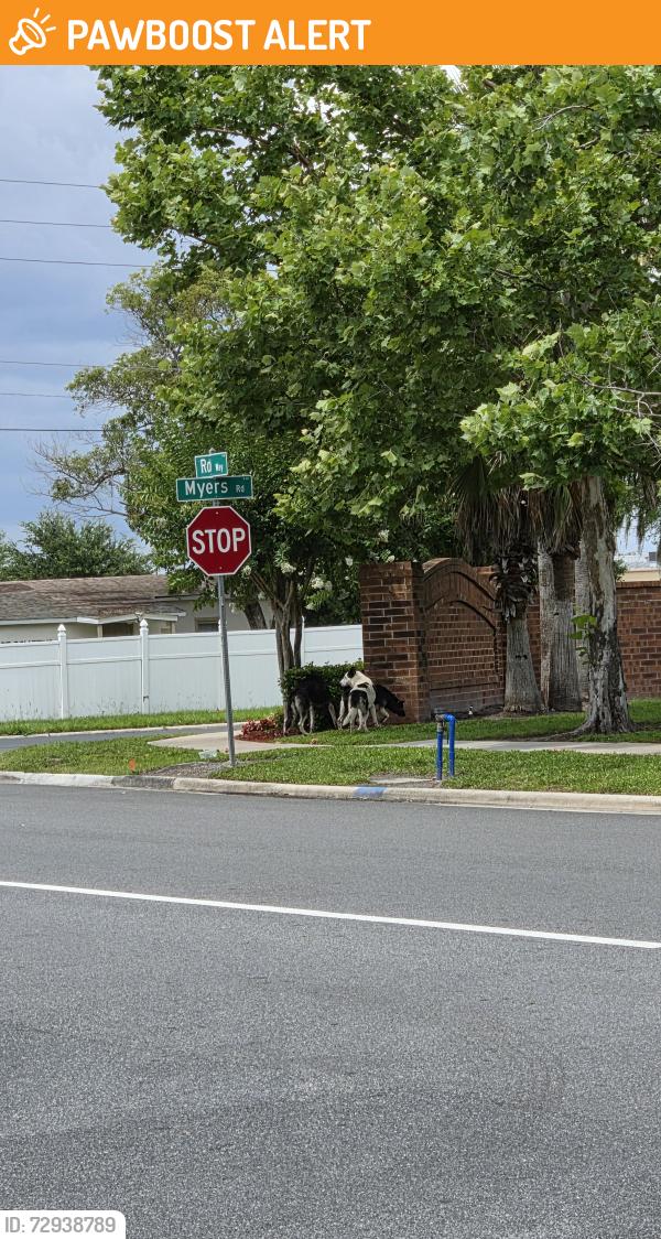 Found/Stray Unknown Dog last seen Rob way and Myers rd, Buena Ventura Lakes, FL 34743