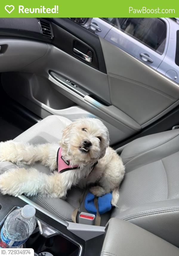 Reunited Female Dog last seen 40th st and Solano Ave, Richmond, CA 94805