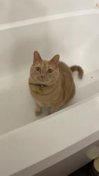 Reunited Male Cat last seen The Pointe at Irving Park , Greensboro, NC 27408