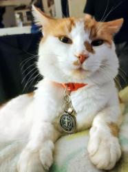 Lost Male Cat last seen Songbird Dr, Delhi, CA 95315
