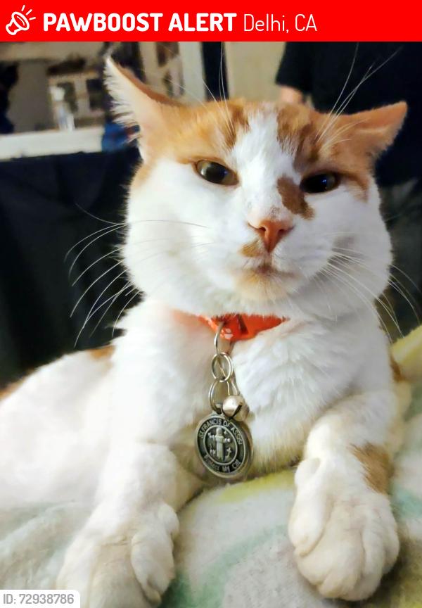 Lost Male Cat last seen Songbird Dr, Delhi, CA 95315