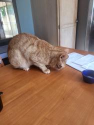 Reunited Male Cat last seen Lone Pine, Simpsonville, SC 29680