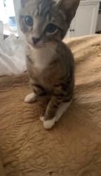 Reunited Male Cat last seen Hernandez and 12th Avenue, Pensacola, FL 32503