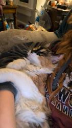 Reunited Female Cat last seen East parkway ave , Oshkosh, WI 54901