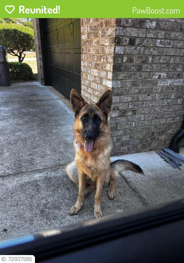 Reunited Female Dog last seen Acworth Due west Rd and Old Stilesboro Rs, Kennesaw, GA 30152
