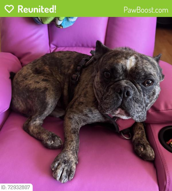 Reunited Male Dog last seen Silverbell and Grant, Tucson, AZ 85745