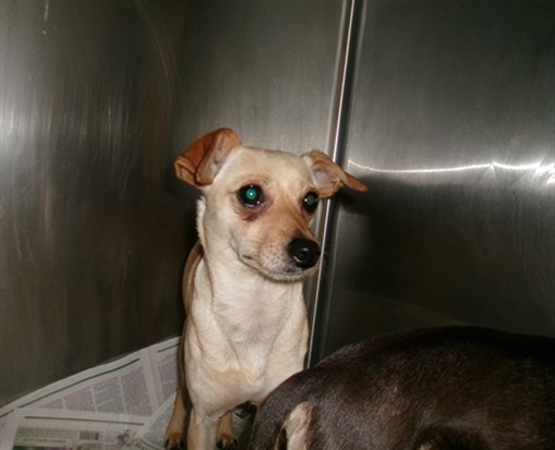 Shelter Stray Female Dog last seen , Los Angeles, CA 91405