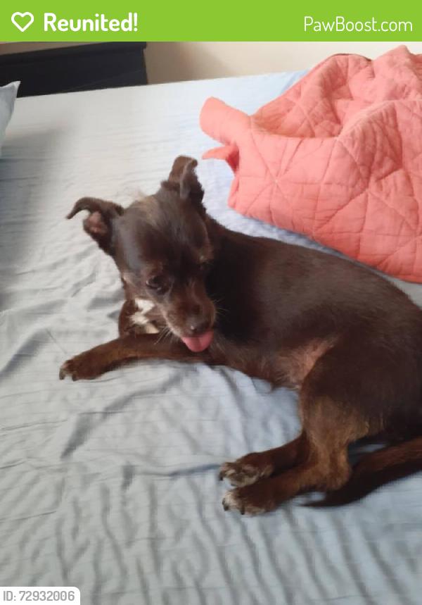 Reunited Female Dog last seen Near SW 157th Ave, hmstd, FL 33031, USA, Homestead, FL 33031