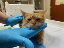 Shelter Stray Male Cat last seen , Milwaukee, WI 53215
