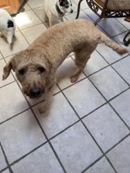 Found/Stray Male Dog last seen Ardmore and Cornhill st. He seemed as he was coming from Park Ave and Cornhill st. , Bridgeport, CT 06606