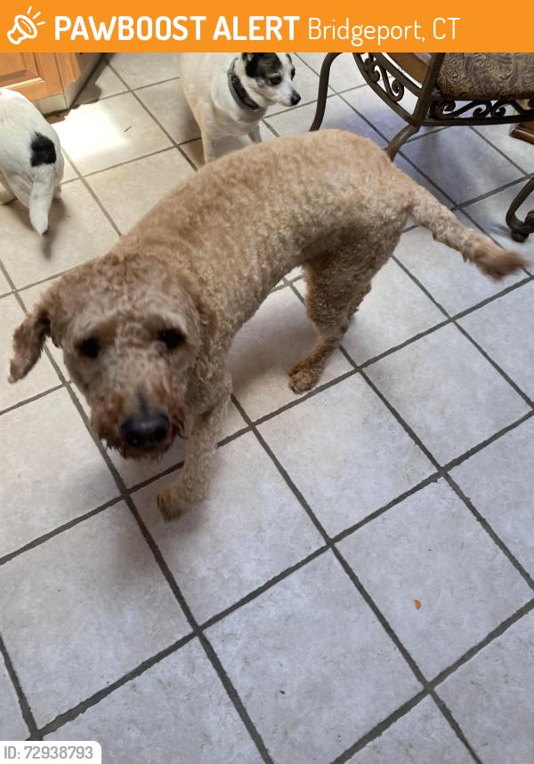 Found/Stray Male Dog last seen Ardmore and Cornhill st. He seemed as he was coming from Park Ave and Cornhill st. , Bridgeport, CT 06606