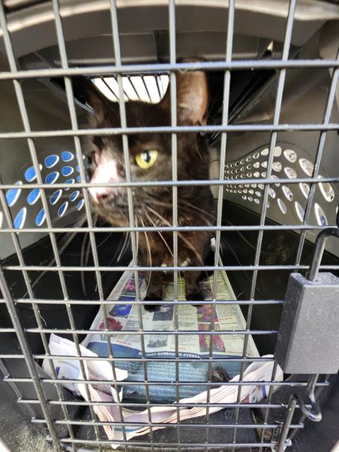 Shelter Stray Female Cat last seen Near BLOCK VILLAGE CLUB, San Antonio, TX 78227