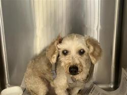 Shelter Stray Male Dog last seen BLOCK OF 19700 LEAL ST, San Antonio, TX 78227