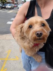 Reunited Unknown Dog last seen 17th and Mifflin, Philadelphia , Philadelphia, PA 19145
