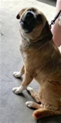 Shelter Stray Female Dog last seen , Los Angeles, CA 90047