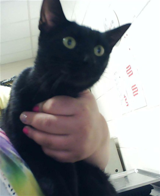 Shelter Stray Female Cat last seen Near BLOCK SHERMAN DR, FAYETTEVILLE NC 28301, Fayetteville, NC 28306