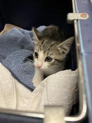 Shelter Stray Male Cat last seen Near BLOCK BLCK DARAVALLE ST, CERRITOS, CA 90703, Cerritos, CA 90703