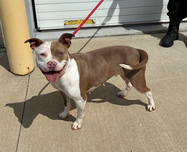 Shelter Stray Female Dog last seen Near BLOCK BANK ST, Watterson Park, KY 40218