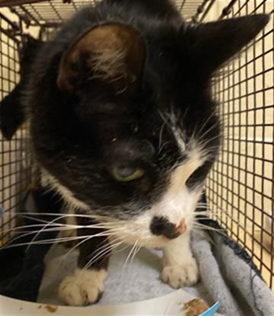 Shelter Stray Male Cat last seen GOSS CT & DOOLITTLE ST, Sacramento, CA 95818