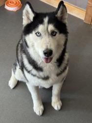 Reunited Male Dog last seen Jefferson St NE and Summer Ave NE, Albuquerque, NM 87110