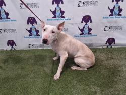 Shelter Stray Male Dog last seen , Orlando, FL 32839