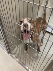Shelter Stray Male Dog last seen Near BLOCK N FERN AVE, WICHITA KS 67203, Wichita, KS 67219
