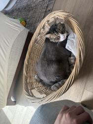 Reunited Male Cat last seen Ridgeline elementary school , Highland, UT 84003