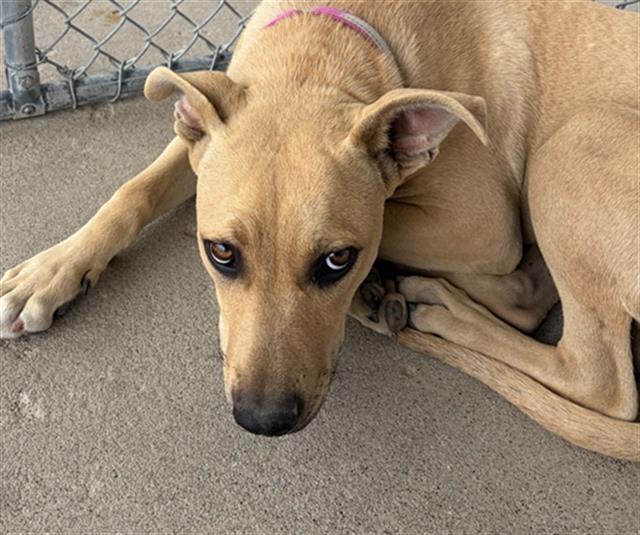 Shelter Stray Male Dog last seen Near BLOCK MILLER ST, BAKERSFIELD CA 93305, Bakersfield, CA 93308