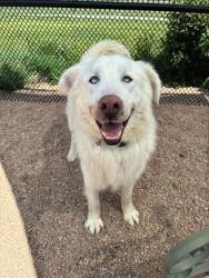 Shelter Stray Male Dog last seen 96TH AND RECTOR LEADER, Brighton, CO 80601