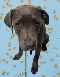 Shelter Stray Female Dog last seen Near BLOCK E CALIFORNIA AVE, BAKERSFIELD CA 93307, Bakersfield, CA 93308