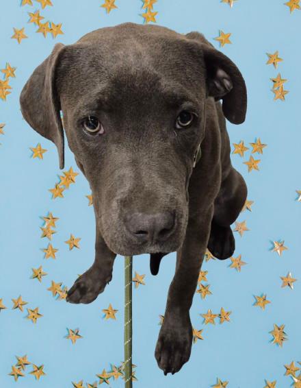 Shelter Stray Female Dog last seen Near BLOCK E CALIFORNIA AVE, BAKERSFIELD CA 93307, Bakersfield, CA 93308